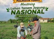 Perkuat Ketahanan Pangan, Bhabinkamtibmas Polsek Bancar Monitoring Lahan Tanam Jagung di Desa Cingklung