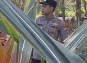 Mendukung Program Ketahanan Pangan, Polsek Widang Patroli Kawasan Lahan Pertanian Jagung