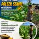 Dalam Rangka Mendukung Ketahanan Pangan Nasional Anggota Bhabinkamtibmas Polsek Senori Polresta Tuban Monitoring Kondisi Tanaman Jagung di Desa Wanglukulon