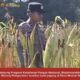 Cek Kualitas Buah Jagung Siap Panen, Polsek Widang Polresta Tuban Dukung Astacita