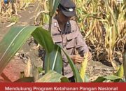 Bhabinkamtibmas Polsek Widang Monitoring Pertumbuhan Jagung