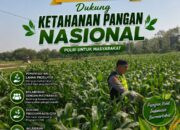 Polri Dukung Astacita, Polsek Semanding Polresta Tuban Turun Cek Tanaman jagung milik Warga di Desa Prunggahan wetan