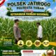 Dukung Asta Cita, Polsek Jatirogo Turun Langsung Pantau Ladang Jagung Warga Desa Jatiklabang