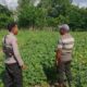 Bhabinkamtibmas Desa Pamanto Sambangi Petani dan Pantau Pertumbuhan Tanaman Kacang Kedelai