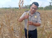 Dukung Astacita Presiden RI, Polsek Kenduruan Polresta Tuban Bantu Warga Panen Jagung