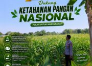 Polri Dukung Astacita, Polsek Semanding Polresta Tuban Turun Cek Tanaman jagung milik Warga di Desa Semanding