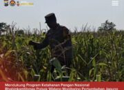 Bhabinkamtibmas Polsek Widang Monitoring Pertumbuhan Jagung