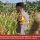 Bhabinkamtibmas Polsek Widang Monitoring Pertumbuhan Jagung