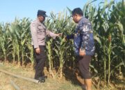 Dukung Astacita Presiden RI, Bhabinkamtibmas Polsek Jenu Polresta Tuban Cek Perkembangan Tanaman Jagung Warga