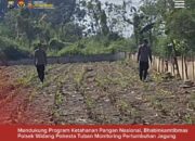 Bhabinkamtibmas Polsek Widang Monitoring Pertumbuhan Jagung
