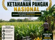 Polri Dukung Astacita, Polsek Semanding Polresta Tuban Turun Cek Tanaman jagung milik Warga di Desa Semanding