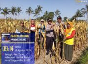 Kapolsek Terara Panen Jagung Bersama Kelompok Tani, Dukung Program Ketahanan Pangan