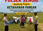 Mendukung Program Ketahanan Pangan Nasional Anggota Unit Binmas Polsek Senori Polresta Tuban Memantau Tanaman Jagung Milik Warga Desa Medalem