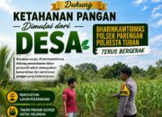 DALAM RANGKA DUKUNG PROGRAM ASTACITA, BHABINKAMTIBMAS DESA SUCIHARJO POLSEK PARENGAN POLRESTA TUBAN SAMBANGI PETANI JAGUNG DI DESA SUCIHARJO KEC. PARENGAN KAB. TUBAN