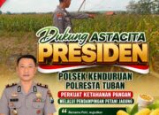 Dukung Astacita Presiden, Polsek Kenduruan Polresta Tuban Perkuat Ketahanan Pangan Melalui Pendampingan Petani Jagung