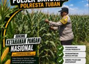 Monitoring Ketahanan Pangan Tanaman Jagung