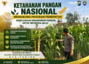 Polsek Montong Polresta Tuban Turun Cek Tanaman jagung Warga di Desa Bringin