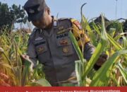Bhabinkamtibmas Polsek Widang Monitoring Pertumbuhan Jagung