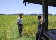 Dukung Ketahanan Pangan Nasional, Bhabinkamtibmas Desa Pungkit Sambangi Petani dan Cek Langsung Lahan Sawah Warga