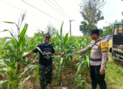 Polsek Tambakboyo Polres Tuban Turun Cek Tanaman jagung Warga di Desa Ngulahan