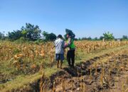 Polri Dukung Astacita, Polsek Rengel Polresta Tuban Turun Cek Tanaman Jagung Warga di Desa Sawahan