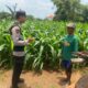 Dukung Astacita Presiden RI, Bhabinkamtibmas Polsek Jenu Polresta Tuban Cek Perkembangan Tanaman Jagung Warga