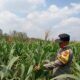 Dukung Astacita Presiden RI, Bhabinkamtibmas Polsek Kenduruan Polresta Tuban Cek Perkembangan Tanaman Jagung Warga