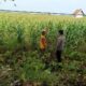 Polri dukung progam Astacita, Polsek Jatirogo Polresta Tuban Turun Cek Tanaman jagung Warga di Desa Paseyan