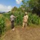 Dukung Ketahanan Pangan Nasional, Bhabinkamtibmas Desa Boal Sambangi Warga dan Cek Lahan Jagung Produktif