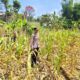 Polri Dukung Astacita, Polsek Grabagan Polresta Tuban Turun Cek Tanaman jagung milik Warga di Desa Grabagan