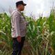 Polsek Tambakboyo Polresta Tuban Lakukan Monitoring Lahan Jagung Guna Dukung Ketahanan Pangan