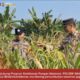 Bhabinkamtibmas Polsek Widang Monitoring Pertumbuhan Jagung