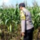 Polri Dukung Astacita, Polsek Grabagan Polresta Tuban Turun Cek Tanaman jagung milik Warga di Desa Grabagan
