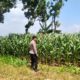 Polri Dukung Astacita, Polsek Merakurak Polres Tuban Turun Cek Tanaman Jagung Warga di Desa Tuwiri Wetan