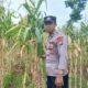 Polsek Tambakboyo Dampingi Panen Jagung Warga, Perkuat Ketahanan Pangan Desa Dasin