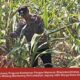 Mendukung Program Ketahanan Pangan, Bhabinkamtibmas Monitoring Pertumbuhan Jagung