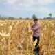 Polri Dukung Astacita, Polsek jenu Polres Tuban Turun Cek Tanaman Jagung Warga di Desa Sumurgeneng
