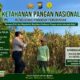 ANGGOTA POLSEK PARENGAN POLRESTA TUBAN DORONG KETAHANAN PANGAN MELALUI PENDAMPINGAN PETANI JAGUNG DI DESA KUMPULREJO KEC. PARENGAN KAB. TUBAN
