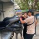 URC Puma Polda NTB Ringkus Pelaku Curanmor di Mataram