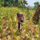 ANGGOTA POLSEK GRABAGAN SAMBANG DESA BINAAN, PANTAU LAHAN JAGUNG DAN MEMASTIKAN SISTEM IRIGASI MASIH LANCAR
