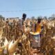 Mendukung Program Ketahanan Pangan, Bhabinkamtibmas Pendampingan Petani Panen Jagung