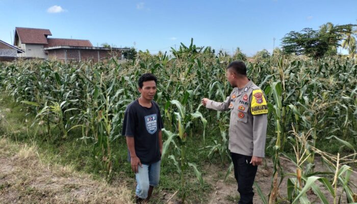 Bhabinkamtibmas Desa Bagik Papan Jalin Silaturahmi, Cek Tanaman Jagung, dan Sampaikan Himbauan Kamtibmas kepada Warga