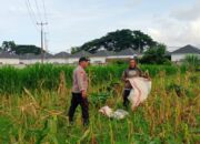 Kawal Program Pemerintah, Bhabinkamtibmas Polsek Labuapi Turun ke Sawah Dampingi Petani