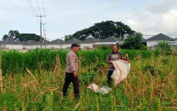 Kawal Program Pemerintah, Bhabinkamtibmas Polsek Labuapi Turun ke Sawah Dampingi Petani