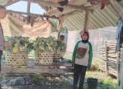  Bhabinkamtibmas Pohgading Timur Cek Panen Brokoli, Dukung Ketahanan Pangan dan Sampaikan Himbauan Kamtibmas